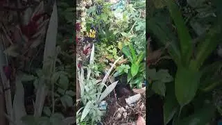 Suasana pagi hari setelah semalam hujan deras, selamat pagi