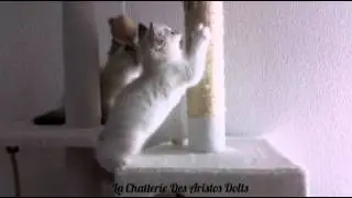 L'arbre à chat et le plumeau - Le top - Ragdolls Des Aristos Dolls