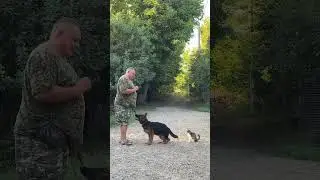 Отработка команды ко мне с котиком Петрушкой! Немецкая овчарка 4,5 месяцев Джина!