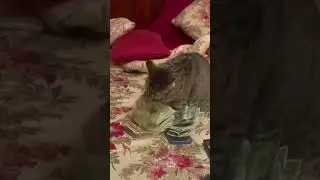 кот готов к праздникам 😁 видео взято из открытых источников #юлияветеринар #like