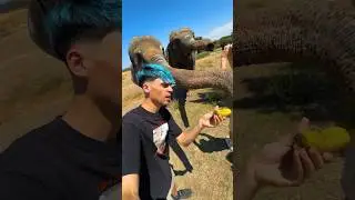 Estuve con Elefantes en el Safari de Madrid! (Mucho miedo)