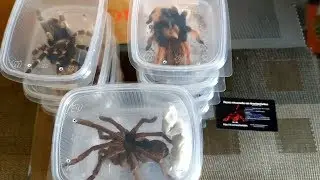 New pets in the tarantula collection + Tailless whip spider