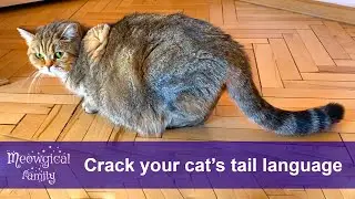 How to Read Your Cat's Tail Wagging? ❤️