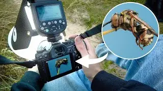 POV Macro Photography (OM-1 Mark II + 90mm F3.5 Macro IS)