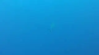 Blacktip Reef Shark from above