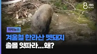 겨울철 한라산 멧돼지 출몰 잇따라...왜?/ JIBS /제주/2024.12.16