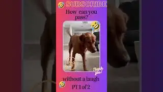 #Funnypets #tiktokshorts