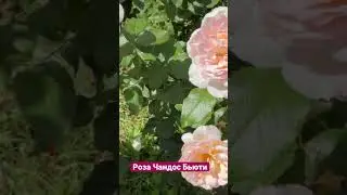 Роза Чандос Бьюти