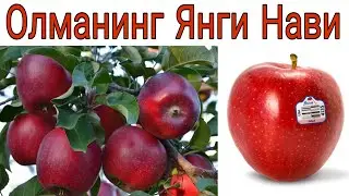 ОЛМА етиштиришдаги МУҲИМ МАЪЛУМОТлар !!!