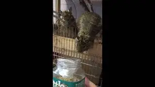 10 минут из жизни двух ДЕГУ