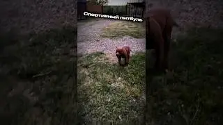 #pitbull