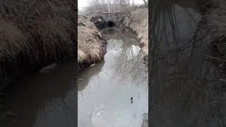 10.04.2024. Вода ещё тут #кузбасс