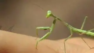 Cute Dancing Insect on Finger