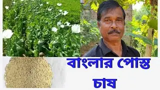 গ্রাম বাংলায় কীভাবে পোস্ত চাষ করা হয়? poppy seed,postu gach.