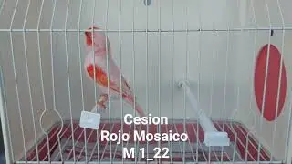 CesionRojo Mosaico M 1_22