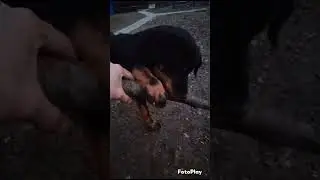 Щенок ротвейлера!