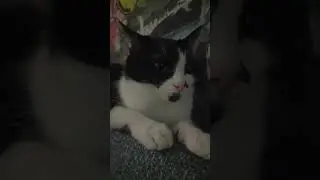 ШОК 😲КОШКА ПРЫГНУЛА 