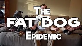 Fat Dogs: NO NONSENSE DOG TRAINER TIP