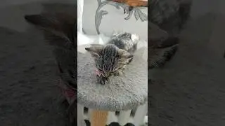 Тимочка Держится, Поддержите#котята #помощь