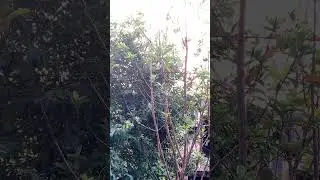 #morning #jungle #birds creeping #nature #sound #effects | #kodaikanal #beautiful #hills #views