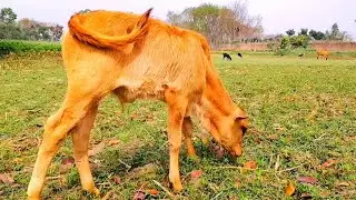 What Do Cows Eat? Baby Cows Eating Grass in Beautiful Natural | Baby Cow | Animals Around BD