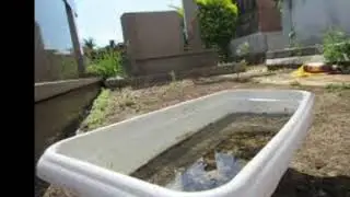 Combate a Dengue em Elísiario sp