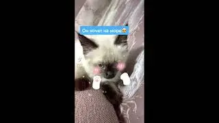 Смешные видео с котёнком ТИК ТОК сборник НЕВСКАЯ МАСКАРАДНАЯ  #невскаямаскарадная #тикток #tiktok