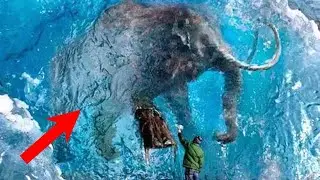 These Animals Were Found in the Ice