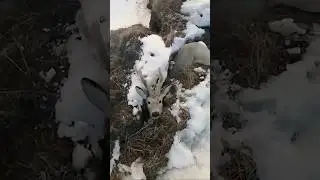 КРИКИ О ПОМОЩИ😭