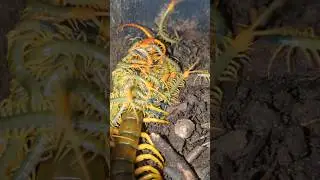 Amazing insects #insects #youtubeshorts