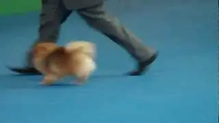 Perrito Pomerania
