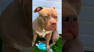 Stunning XL American Bully Female😍#xlbully#xlamericanbully#amercianbully#shorts#yt#fyp#trend