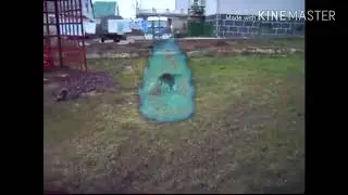Ultra instinct cat