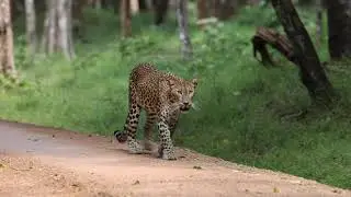 Leopard in Wilpattu National Park, Sri Lanka