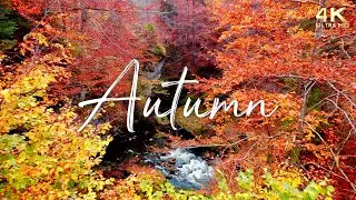 🍁 Enchanting Autumn Nature Scenes with Forest Sounds & Peaceful Music 🍁 12 Hours No Ads