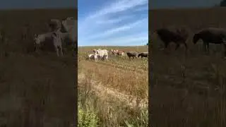 Как вам ж*пы? 😅