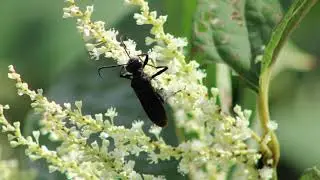 GREAT BLACK WASP