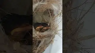 Baby Birds