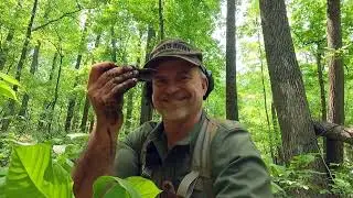 Searching The Forests Of Northern Virginia