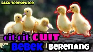 Lagu Anak Anak | Cit Cit Cuit Bebek Berenang Burung Bernyayi | Lagu Anak Indonesia Populer