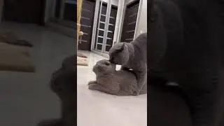 Шотландский Кот
