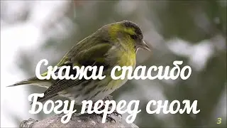 Скажи 