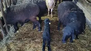 ягнята