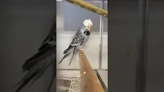 Fav hen #budgie #viral #budgies #muhabet #muhabbetkuşu #periquito