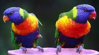 Aves hermosas en HD