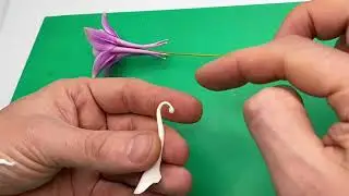 11  Аквилегия. Капелька на конце шпорца