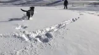 Strong black lab in action