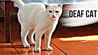 Deaf cat washes himself / Living with a deaf cat