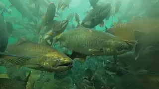 Schools of salmon and more illegal fishing gear!