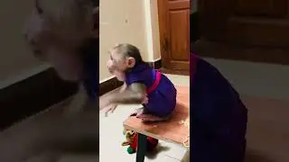 Fun time #monkey #baby #shortvideo #cute #love #babymonkey